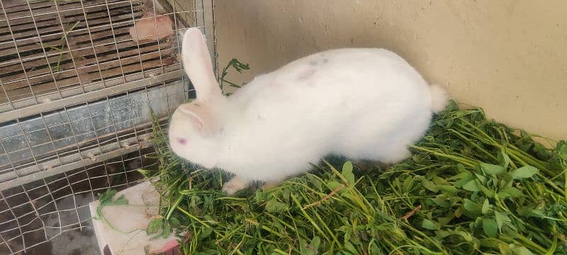 | Rabbit | breeder | Zealand White breeder For Sale 2