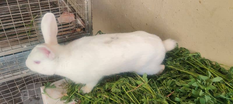 | Rabbit | breeder | Zealand White breeder For Sale 3