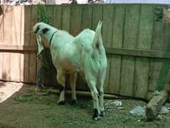 goat for qurbani