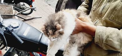 persian cat  , fully vacinated 0