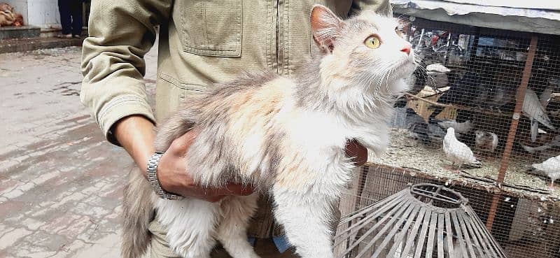 persian cat  , fully vacinated 1