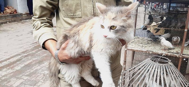 persian cat  , fully vacinated 2
