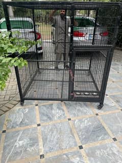 cage for macaws