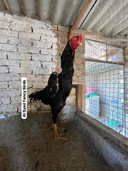 OH-Shamo chicks 100% pure guarantee by Al-Syed Fancy Birds Mirpurkhas 3