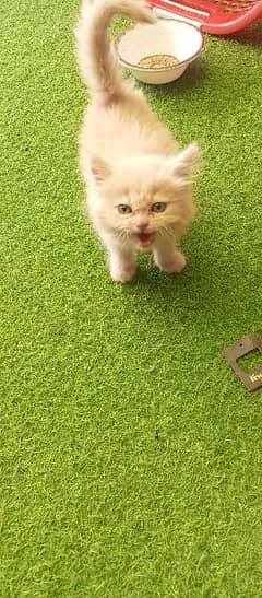 Persian kitten green eyes