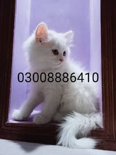 Female White Kitten