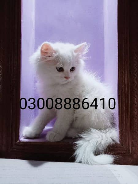 Female White Kitten 1