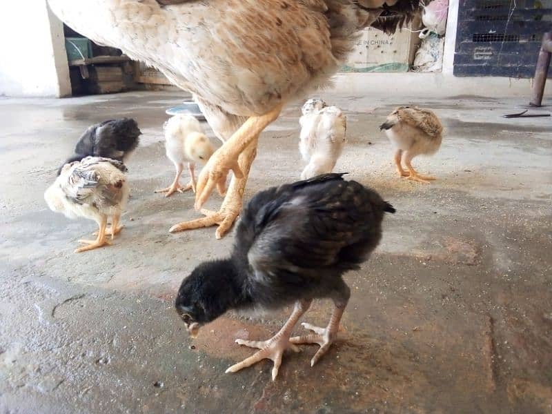 Aseel chicks, 2 Aseel Madia , Aseel roaster for sell 14