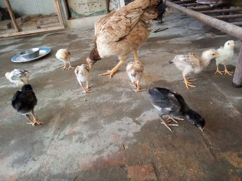 Aseel chicks, 2 Aseel Madia , Aseel roaster for sell 19