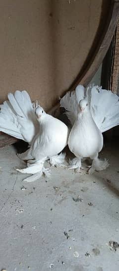 fantail pigeons laky kabutar
