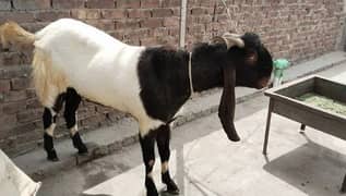 goat for sale / Bakra 4 daant choga ha