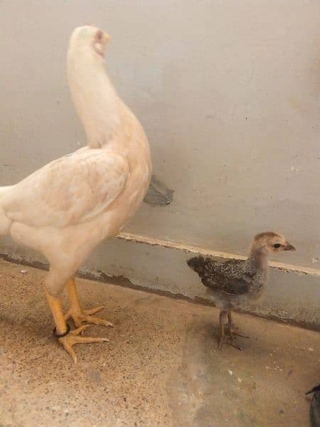 Aseel hera cross hen with desi chick 3