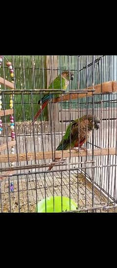 Green Chick Conure Pair for sale