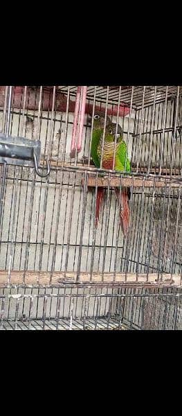 Green Chick Conure Pair for sale 1