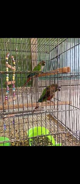 Green Chick Conure Pair for sale 2