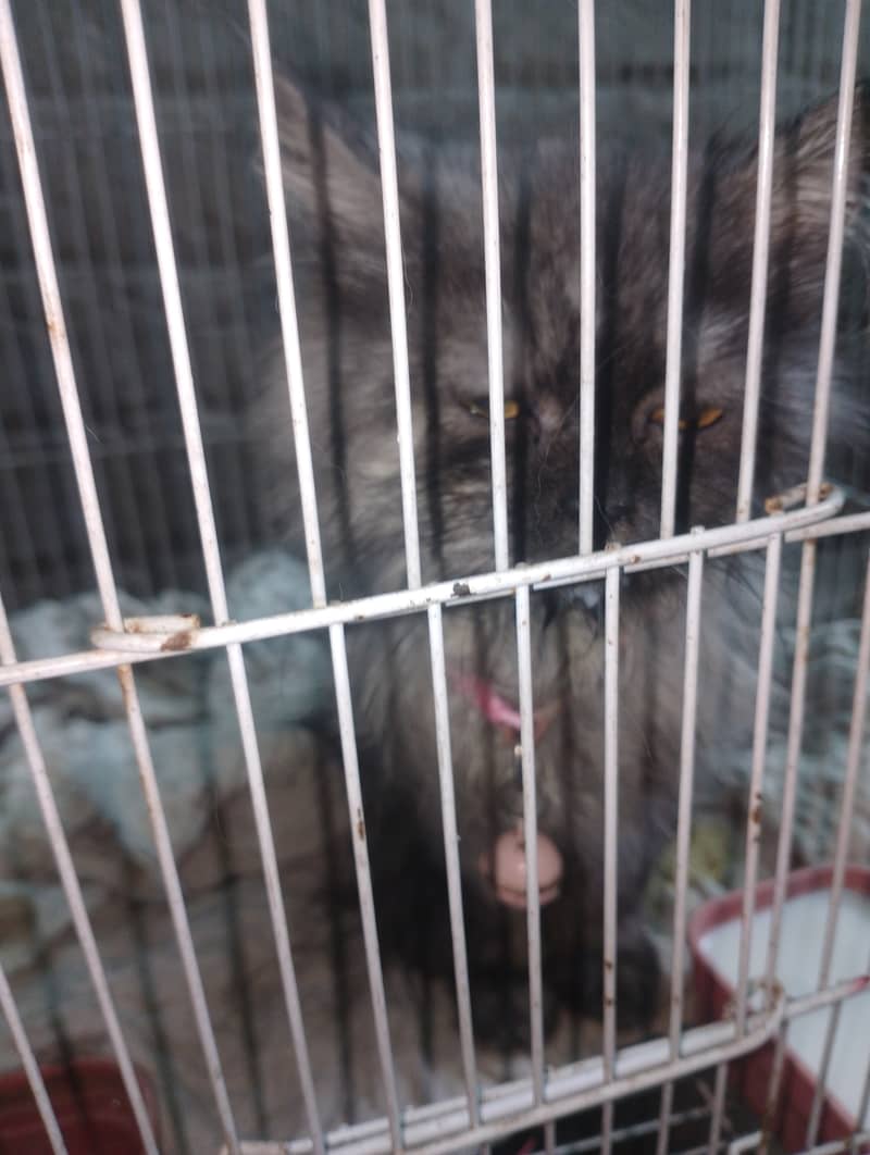 Persian cat smooky grey colored 2  vaccinated trained 0