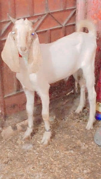 2 dant bakra ki jori  qurabani k urgent sale 0