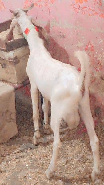 2 dant bakra ki jori  qurabani k urgent sale 1