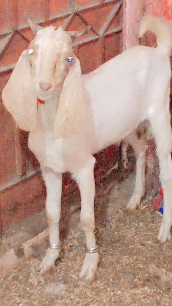 2 dant bakra ki jori  qurabani k urgent sale 4