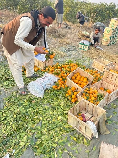 Farmhouse, Agro-Farming (All over Pakistan) 19