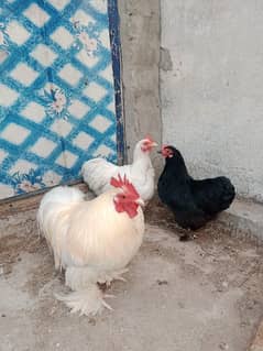 Bantum fresh nd fertile Eggs and Chicks also Available