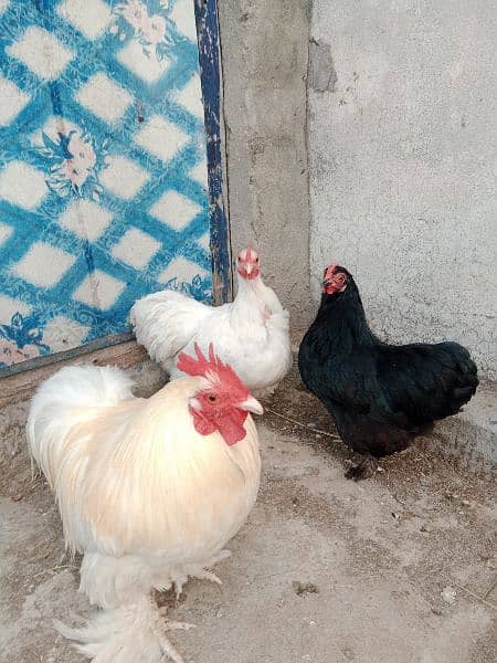Bantum fresh nd fertile Eggs and Chicks also Available 1