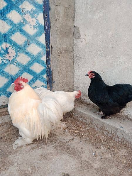 Bantum fresh nd fertile Eggs and Chicks also Available 2