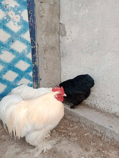 Bantum fresh nd fertile Eggs and Chicks also Available 3