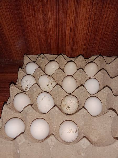Bantum fresh nd fertile Eggs and Chicks also Available 4