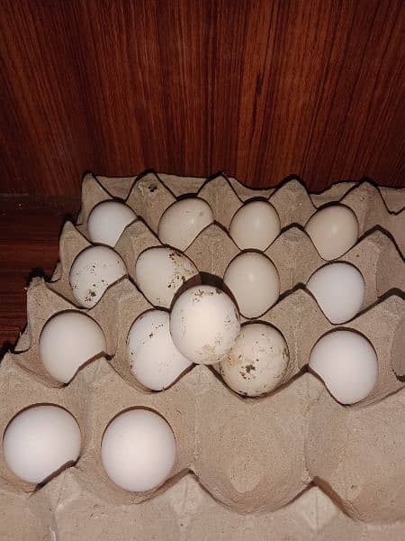Bantum fresh nd fertile Eggs and Chicks also Available 5
