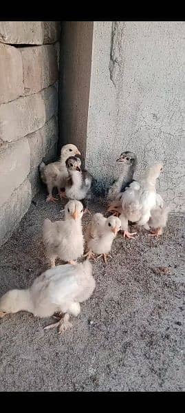 Bantum fresh nd fertile Eggs and Chicks also Available 6