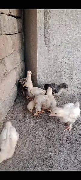 Bantum fresh nd fertile Eggs and Chicks also Available 7