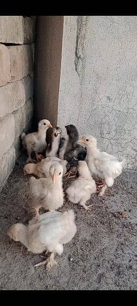 Bantum fresh nd fertile Eggs and Chicks also Available 8
