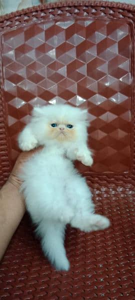 Persian kitten 10