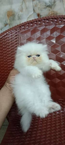 Persian kitten 13