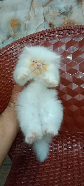 Persian kitten 14