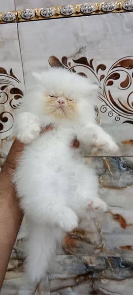 Persian kitten 16