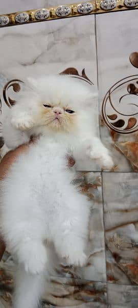 Persian kitten 18
