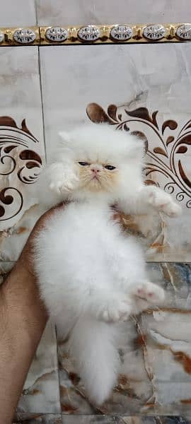 Persian kitten 19