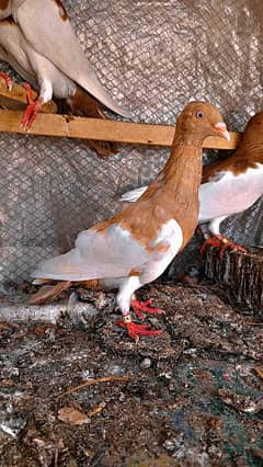 Israili pigeon for sale Available contact num 0308790120
