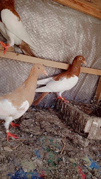 Israili pigeon for sale Available contact num 0308790120 3