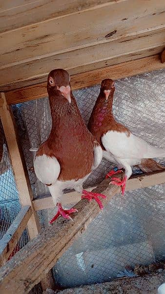 Israili pigeon for sale Available contact num 0308790120 4