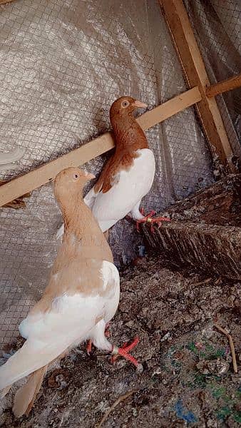 Israili pigeon for sale Available contact num 0308790120 5