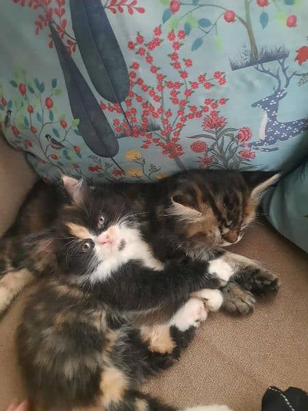 female calico and rare torbie persian kitten. extremely active playful 3