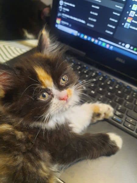 female calico and rare torbie persian kitten. extremely active playful 1