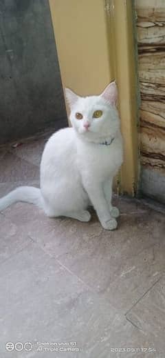 1 breed full friendly and lovely cat