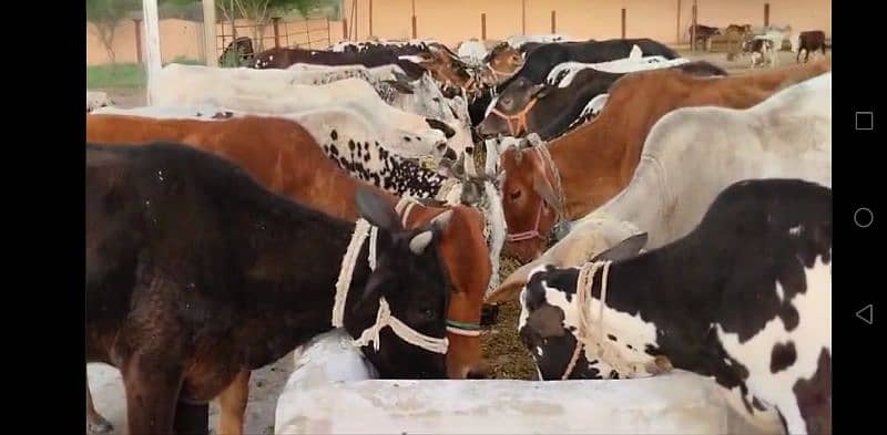 sahiwal cow / dasi cow / cow for sale / cow 2