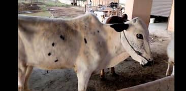 sahiwal cow / dasi cow / cow for sale / cow