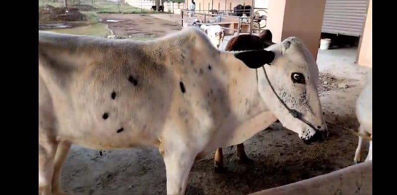 sahiwal cow / dasi cow / cow for sale / cow 0