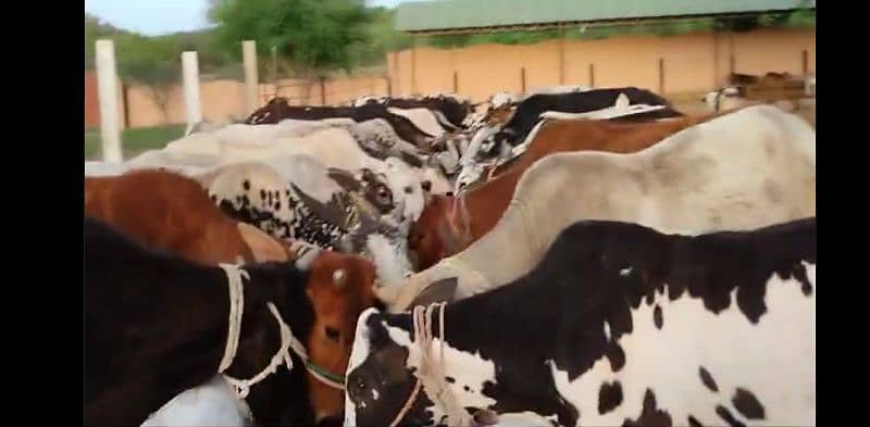 sahiwal cow / dasi cow / cow for sale / cow 5